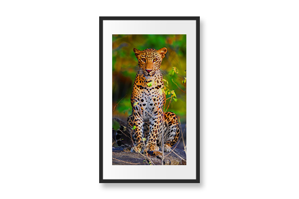 31.5” Pixel Paper Digital Photo Frame